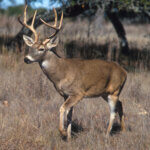 White-Tailed Deer (Archery)